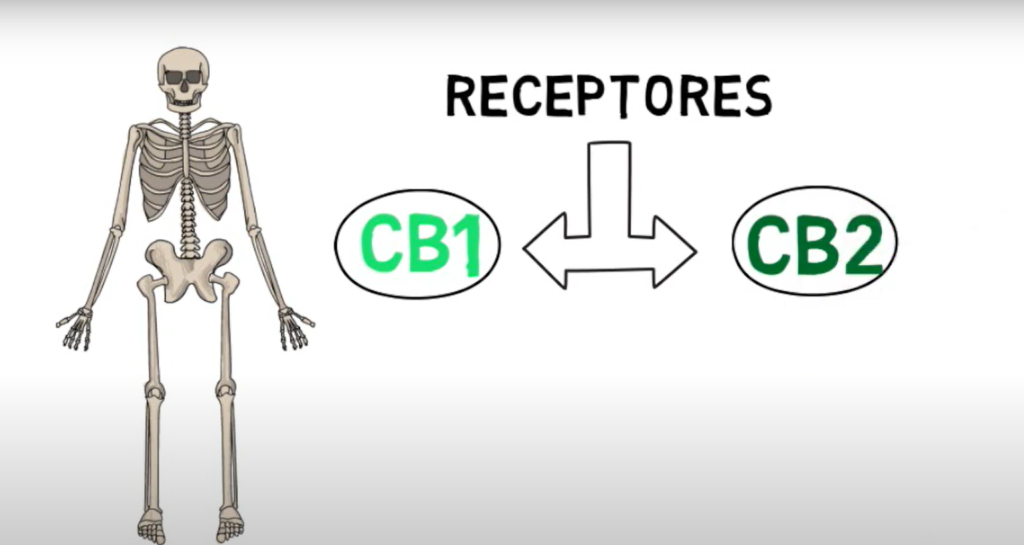 Descubra como o sistema endocanabinoide, com seus receptores CB1 e CB2, desempenha um papel crucial na medicina canabinoide. 